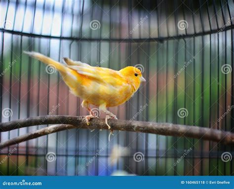 Yellow Canary Sitting on the Twig in the Cage Stock Photo - Image of ...