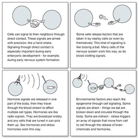 Cell Specialization Notes Biology Mrs Mccomas