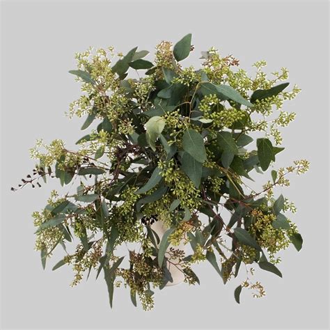 Bulk Pussy Willow Branches Toronto Bulk Flowers Wholesale