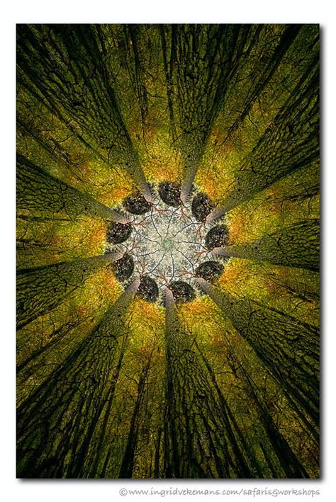 See The Light Abstract Nature Critiques Nature Photographers Network