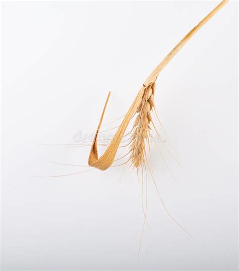 Wheat Ears Isolated On A White Background Stock Photo Image Of Bakery