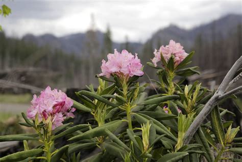 Breitenbush Hot Springs Is Surviving Thriving Three Years After Devastating Wildfire Here Is