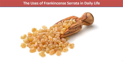 The Uses Of Frankincense Serrata In Daily Life