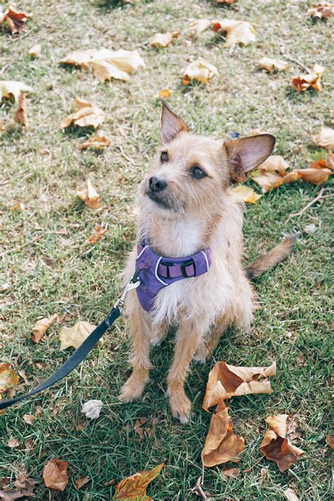 5 Helpful Things Every Dog Owner Needs - Alicia Fashionista