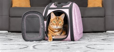 Переноска для кошек: как выбрать лучшую и удобную модель