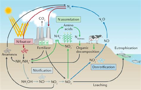 Agriculture Nitrogen Cycle Lehnert 2018 Download Scientific Diagram