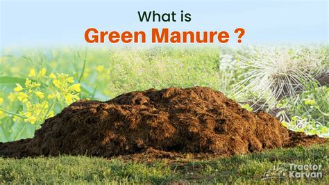 Green Manure