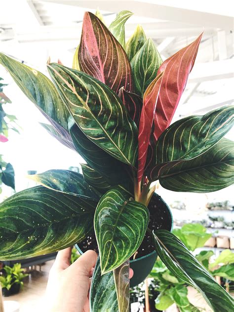 Aglaonema Chocolate