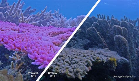 Marine heatwaves a bigger threat to coral reefs t - Aug 2019 - JCU