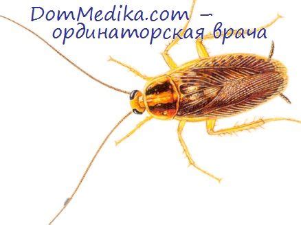 Вредоносное значение тараканов. Эпидемиология тараканов