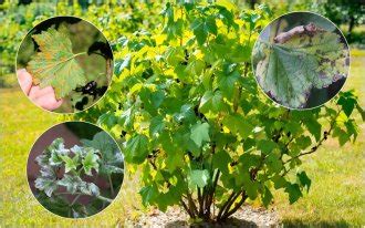 Абига-Пик – инструкция по применению, действие фунгицида. Меры ...