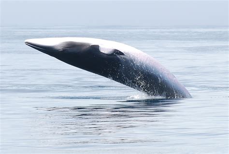 Breaching Minke whale by Oksana Skolnaja - Photo 6344247 / 500px