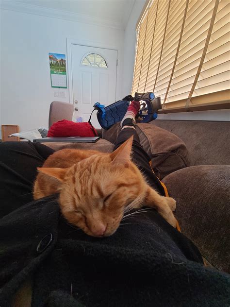 Can cats smell when you are injured? One of my cats just will not leave