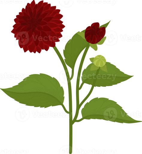 Red Dahlia Flower Hand Drawn Illustration 10173455 PNG