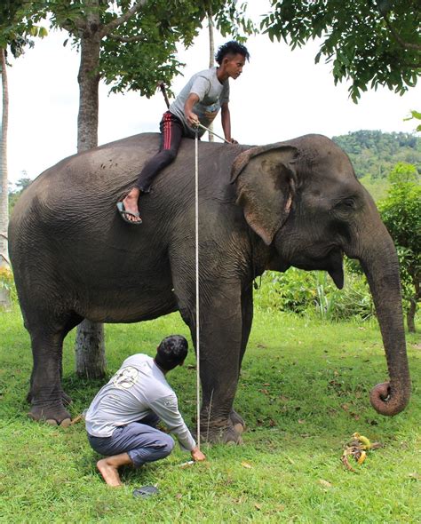 Routine Elephant check-ups on at Conservation Response Unit (CRU) Das