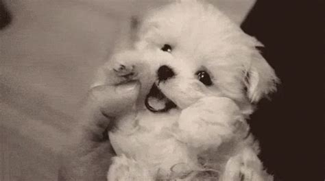 popular cute dog gifs everyones sharing