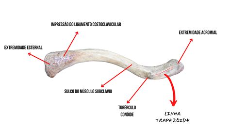 Osso Clav Cula Anatomia Odonto