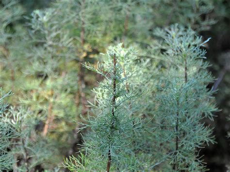 Полынь цитварная - Artemisia cina - ORGANICLAWN