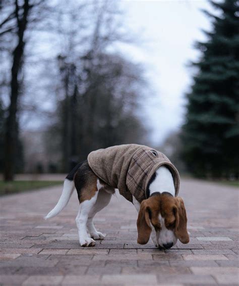7 Reasons Why Beagles Are the Worst Dogs to Own - BarkLikeMeow