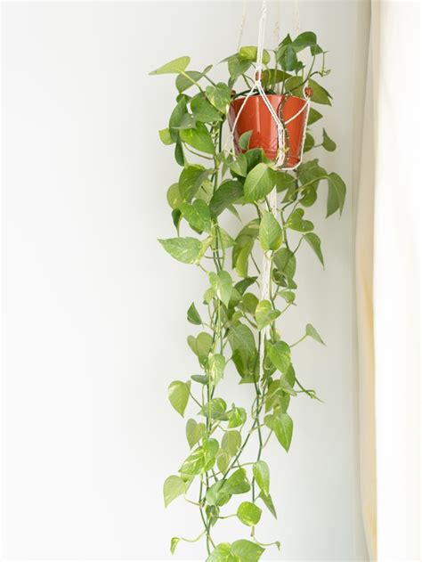 Getting Pothos To Branch Growing New Pothos Shoots