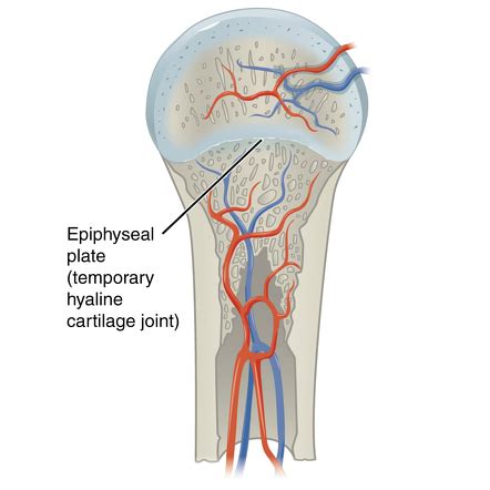 Fibrocartilage Location