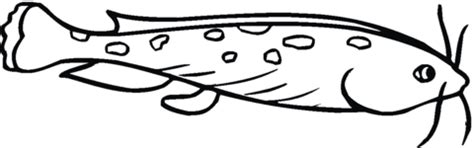 Ausmalbild: Wels 25 | Ausmalbilder kostenlos zum ausdrucken