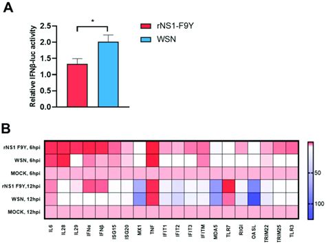 The Ns1 F9y Mutation Impaired Host Innate Immune Responses A The