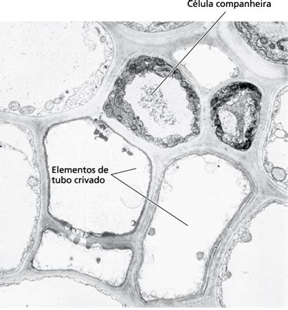 Elementos De Tubo Crivado - Floema | Temas em Fisiologia Vegetal – Luiz Edson Mota de Oliveira