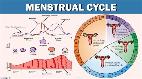 Female Reproductive Cycle Timeline