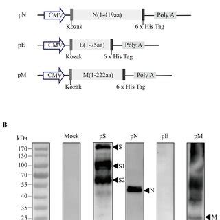 Design And Expression Of Recombinant Dna Based Sars Cov S N Protein