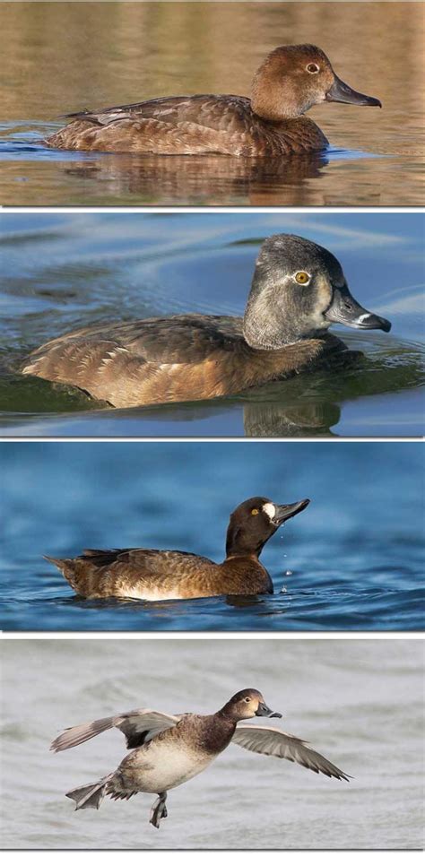 Sea Duck Identification Chart at Daniel Pomeroy blog