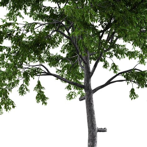 Generic Tree Imeshh D Model For Blender