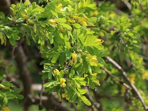 H Ngender Erbsenstrauch Caragana Arborescens Pendula Baumschule