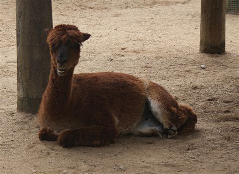 Llama Smile By Hamii On Deviantart
