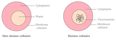 Les Supports De L Information G N Tique E Cours Svt Kartable