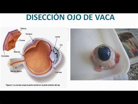 Disección del ojo de Vaca YouTube