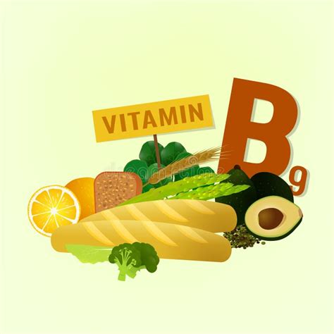 Vitamin B9 In Food Stock Vector Illustration Of Nutrition 95852693