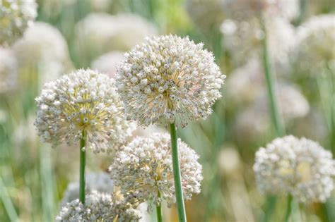 How to plant allium bulbs: expert tips for successful blooms | Gardeningetc