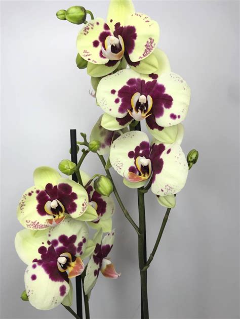 Купить Фаленопсис Амадора с доставкой по Москве и области!