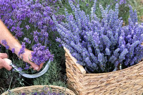 Ecco Come Coltivare La Lavanda Sia In Piena Terra Che In Vaso