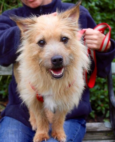 Lovable Cairn Terrier For Adoption Pet Samaritans