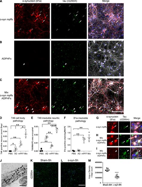 In Vitro Modeling Of P α Syn And P Tau Copathology Recapitulates In