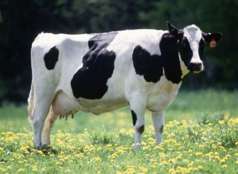 herbivora pengertian hewan herbivora ciri ciri  contoh hewan