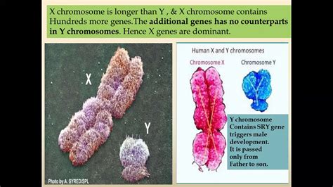 PRINCIPLES OF INHERITANCE SEX DETERMINATION METHODS X O X Y Z W Haploid Diploid
