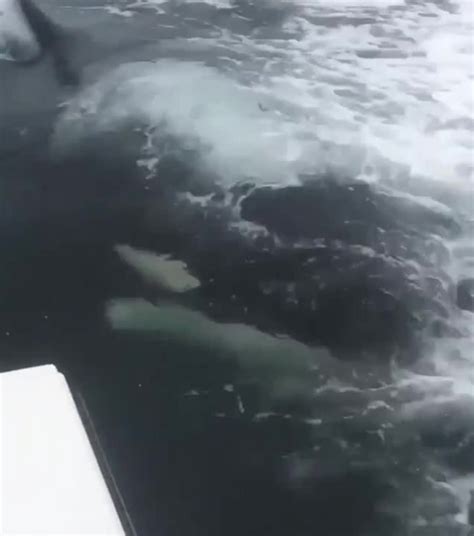 Humans Vs Killer Whales Coub