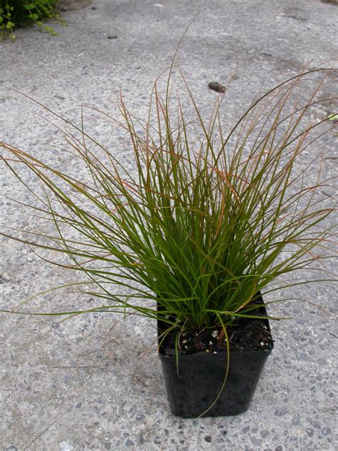 Carex Testacea Orange New Zealand Sedge Plants4home