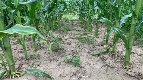 Vetch Control In Corn Ontario Grain Farmer