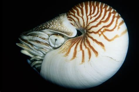 Facts About the Nautilus