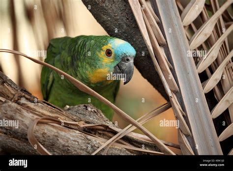 Blue Crowned Amazon Parrot Stock Photo Alamy