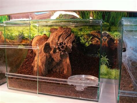 В подробностях об Что нужно пауку в террариуме